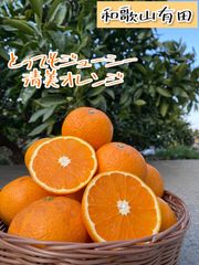 ☆希少☆樹熟 清見オレンジ 家庭用 和歌山 有田 3キロ
