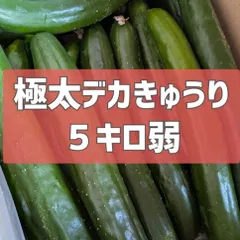 終了間近‼️超特価！5キロ弱！極太デカきゅうり！　野菜ソムリエサミット銀賞受賞　農家直送　減農薬　有機肥料　きゅうり　訳あり　規格外　5kg 産地直送のサムネイル