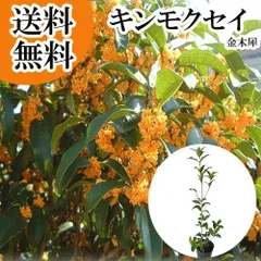 金木犀苗6本セット ジャンボさん専用出品 金木犀苗6本セット ジャンボさん専用出品 金木犀苗6本セット ジャンボ