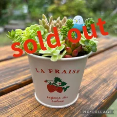 ＊多肉植物＊寄せ植え＊ストロベリー柄鉢＊そのまま飾れる⭐︎