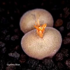 gbqWwS5SgYTU59ugHh4GcJ.jpg@jpg