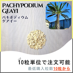 【種子】パキポディウム  ゲアイー /セット割あり 数量10粒から購入OK