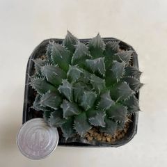 多肉植物　ハオルチア　有刺クーペリー　抜き苗　根付き