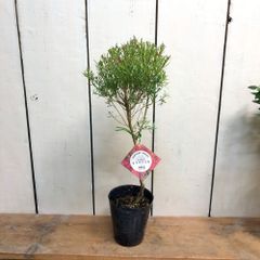 メラレウカレッドジェムトピアリー仕立て4号ロングポット苗
