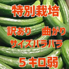 美味しいきゅうり5キロ弱！GWセール中！特別栽培！サイズバラバラで曲がりの朝採りきゅうり！　野菜ソムリエサミット銀賞受賞　農家直送　減農薬　有機肥料　曲がり　訳あり　5kg