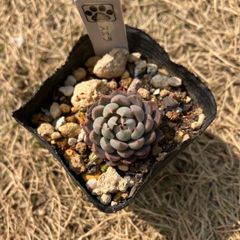 スエラ　抜き苗　多肉植物　モフ多肉　エケベリア