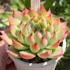 人気品種！★謎エケ×チワワエンシス2 多肉植物（抜き苗・速達付）自家栽培 国産