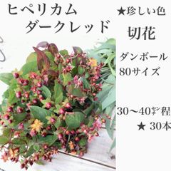 ★花屋さんに優しい切花　ヒペリカム　ダークレッドの実　★30〜40㌢程30本　★なかなか珍しい色の実です　★シックな深みのある赤　アレンジにも花束にも重宝します　生花