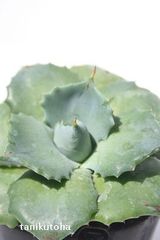 王妃雷神 アガベ 2号ポット 多肉植物 根付苗 多肉永遠