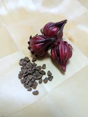 2025年最新】ローゼル苗の人気アイテム - メルカリ