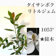 タイサンボク　リトルジェム② 苗・苗木　★接木　大苗　★若木のうちから花を咲かせてくれます　花には良い香りで、四季咲き性が強い！