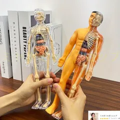 30個入り 人体解剖模型セット - 取り外し可能な骨格と完全な胴体 - 10代の若者向けの教育的なSTEMキット - 取り外し可能な臓器を備えた医療用教育骨格模型キット - 科学教室のデモンストレーションと展示のための解剖学的ヒト構造学習ツール