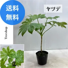 2024年最新】カラーリーフ 寄植えの人気アイテム - メルカリ