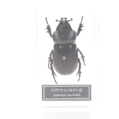 2025年最新】世界の昆虫 データブックの人気アイテム - メルカリ