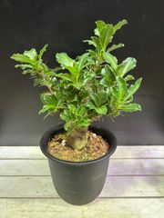 パキポディウム・サウンデルシー　白馬白　5号　塊根植物　かっこいい　観葉植物　インテリア　グリーン