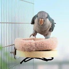 2025年最新】文鳥 皿巣の人気アイテム - メルカリ 2025年最新】文鳥 皿巣の人気アイテム - メルカリ