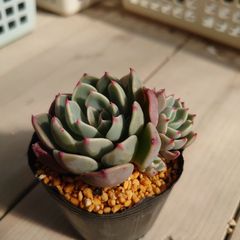 多肉植物 七福美尼 抜き苗(群生) - メルカリ