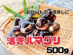 活きハマグリ500g【10〜15個】