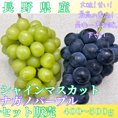 シャインマスカット ナガノパープル セット販売 長野県産 大粒 種無し 400g 500g