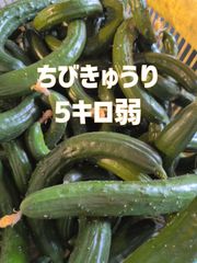 本日終了‼️5キロ弱！　ちびきゅうり　チビきゅうり　もぎりきゅうり　摘果きゅうり　農家直送美味しいきゅうり！ 5キロ弱！ サイズバラバラ！ 曲がりきゅうり　訳あり　きゅうり　5キロ　5kg