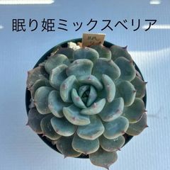 多肉植物  エケベリア  眠り姫  ミックスベリア
