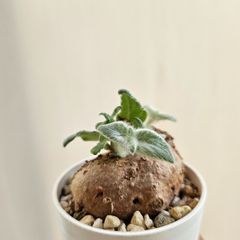 ⑩《Sinningia Leucotricha》シンニギア・レウコトリカ 断崖の女王 塊根植物 コーデックス