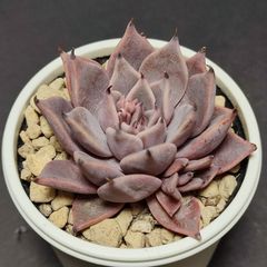 エケベリア 原種 クスピダータ サンロベルト 2頭 花芽あり その4ケーレス実生苗  cuspidata.San Roberto 月曜or火曜日発送。