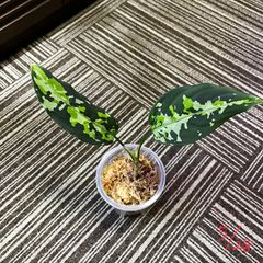 アグラオネマ　ピクタム　Aglaonema pictum ”P-00E” ［BEGO-S15/T2-YA2/f1］