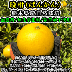 熊本産【農薬・化学肥料・除草剤】栽培前後不使用「ばんかんジューシー」約5キロ