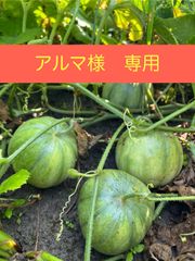 【アルマ様専用】徳島県産なりくらマクワ【自然栽培】