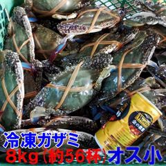 ムール貝送料無料！釣り餌に☆「ムラサキイガイ７ｋｇ」☆冷凍発送