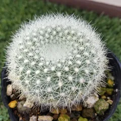 サボテン 雪晃♡抜き苗(^○^) 【公式通販】