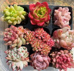 メビナ錦３、スーパーバン　オウカリ1個、昭華錦群生1個ピンクウィッチ錦群生1個 メビナ錦3、スーパーバン オウカリ1個、昭華錦群生1個ピンク