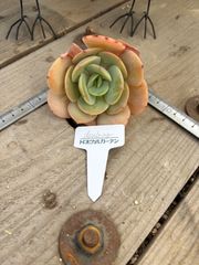Deuloing 現物品 エケベリア トロピカルガーデン 多肉植物