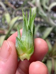 【ネコポス】チランジア イオナンタ メタポーンディライト（ドルイド ヴァリエガータ 斑入り） tillandsia ionantha 'Methaporn Delight'（Druid  Variegata）キンクマ農園☆T0099
