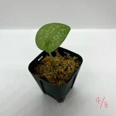 スキンダプサス　ピクタス　Scindapsus picuts “Ngabang” Landak Kalimantan barat 【TB】