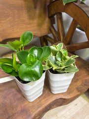 ペペロミア　セット販売　4号　観葉植物　斑入り　インテリア　グリーン　可愛い　多肉