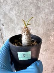 【現品限り】パキポディウム・グラキリス【A5】 Pachypodium gracilius【植物】塊根植物 夏型 コーデックス