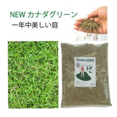 西洋芝の種 芝生 種 混合 1袋 944g おすすめ 芝 密集推奨20平方メートル 最大90平方メートル オールシーズン