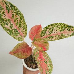 《Aglaonema Mahasetti》アグラオネマ マハセッティ 観葉植物 ／ レッドリーフ／ポット発送