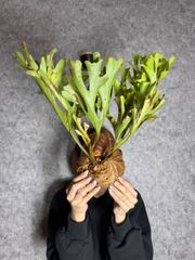 輸入直後新鮮株【Lサイズ】B30 ▽P.ridleyi Wild from Central Borneo ▽ リドレー　リドレイ【PLANET】ビカクシダ