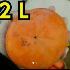 家庭用　奈良県富有柿　２Lサイズ　7.5キロ箱
