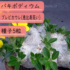 2025年最新】恵比寿笑い 種の人気アイテム - メルカリ