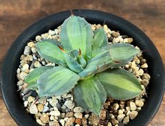 Agave /アガベ パリー ホーチエンシス 吉祥天錦 発根済み 送料込み