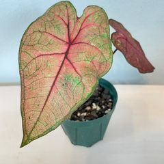 【希少】　カラジウム　カラジューム　ハイブリッド　観葉植物　カラーリーフ　斑入り