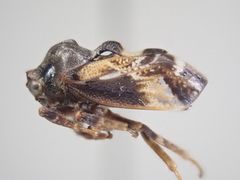 ガテマラ産　ツノゼミ　セット ガテマラ産 ツノゼミ セット