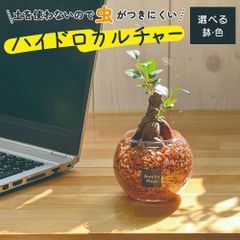 観葉植物 ハイドロカルチャー ガジュマル オレンジゼオライト 土を使わない ミニ 観葉 母の日 誕生日 初心者 小さい おしゃれ 開店祝 風水 卓上 玄関 インテリア リビング 送料無料