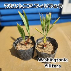 【鉢ごと発送】　ワシントン2鉢(４苗入り)　ワシントニアフィリフェラ　Washingtonia filifera　2025.3.14-Wf2(2鉢4苗)