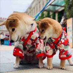 犬服 【着物 レッド 梅 松 鶴】 柴犬 女の子用 着物 結婚式 晴れ着 コスプレ 結婚式 年賀状 七五三 正月 和装 日本 ペット 洋服 犬の服 ペット グッズ