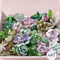245.247  おまとめです。 多肉植物寄せ植えセット